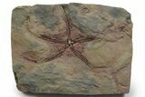 Huge, Detailed Ordovician Brittle Star (Ophiura) - Morocco #352612-1